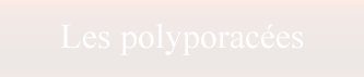 Les Polyporacées